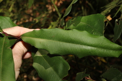 Syzygium ingens