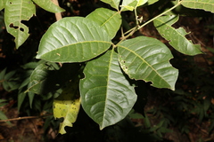 Melicope micrococca
