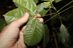 Melicope micrococca