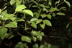 Melicope micrococca