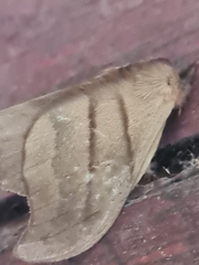 Hemileucinae