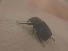 Xylotrupes australicus