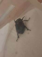 Xylotrupes australicus