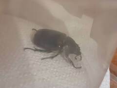 Xylotrupes australicus