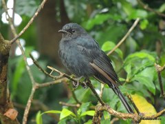 Melaenornis pammelaina