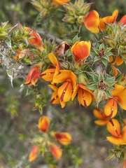 Pultenaea procumbens