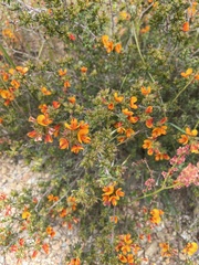 Pultenaea procumbens