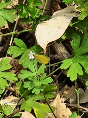 Eurema smilax