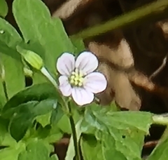 Geranium homeanum