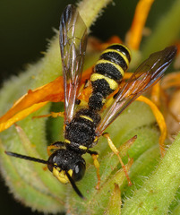 Cerceris arenaria