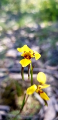 Diuris brevifolia