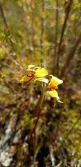 Diuris brevifolia
