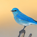 Mountain Bluebird - Photo (c) christrent, some rights reserved (CC BY-NC)