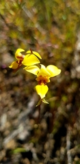 Diuris brevifolia