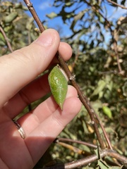 Hakea undulata
