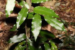 Meiogyne stenopetala