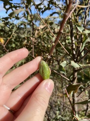 Hakea undulata