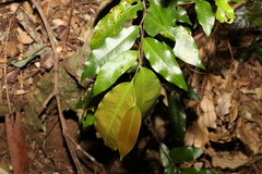 Meiogyne stenopetala