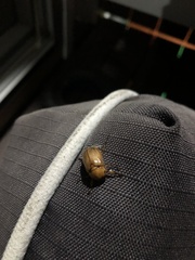 Cyclocephala signaticollis