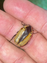 Chondropyga dorsalis