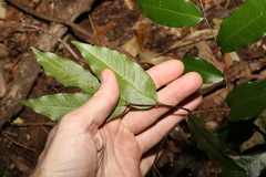 Meiogyne stenopetala