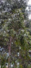 Corymbia citriodora