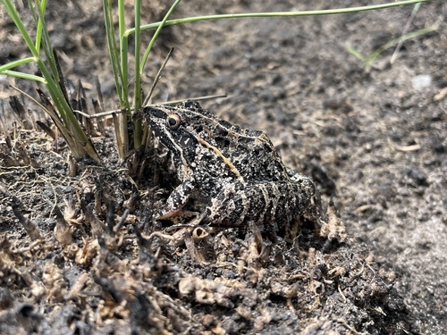 Udzungwa Grass Frog, Ptychadena uzungwensis