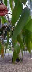 Corymbia citriodora