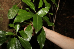 Actephila mooreana