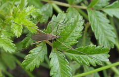 Chioneinae