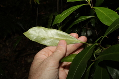 Actephila mooreana