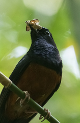 Copsychus malabaricus