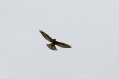 Accipiter soloensis