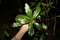 Actephila mooreana