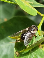 Scaptia