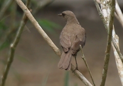 Turdus ignobilis
