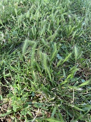 Hordeum