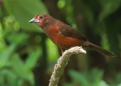 Ramphocelus carbo