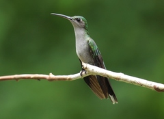 Campylopterus largipennis