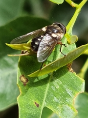 Scaptia