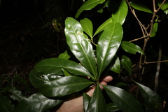 Actephila mooreana