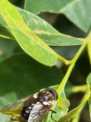 Scaptia