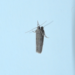 Ectomyelois ceratoniae