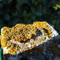 Xanthoria calcicola