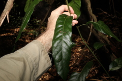 Carronia multisepalea