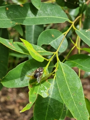 Scaptia