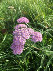 Achillea roseo-alba