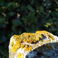 Xanthoria calcicola