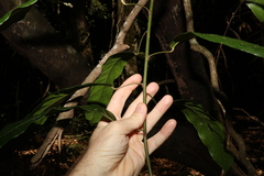 Carronia multisepalea