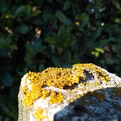 Xanthoria calcicola